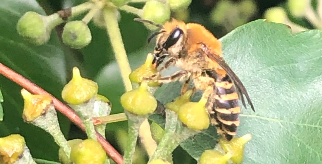 Ivy Bee (Colletes&nbsp;hederae)