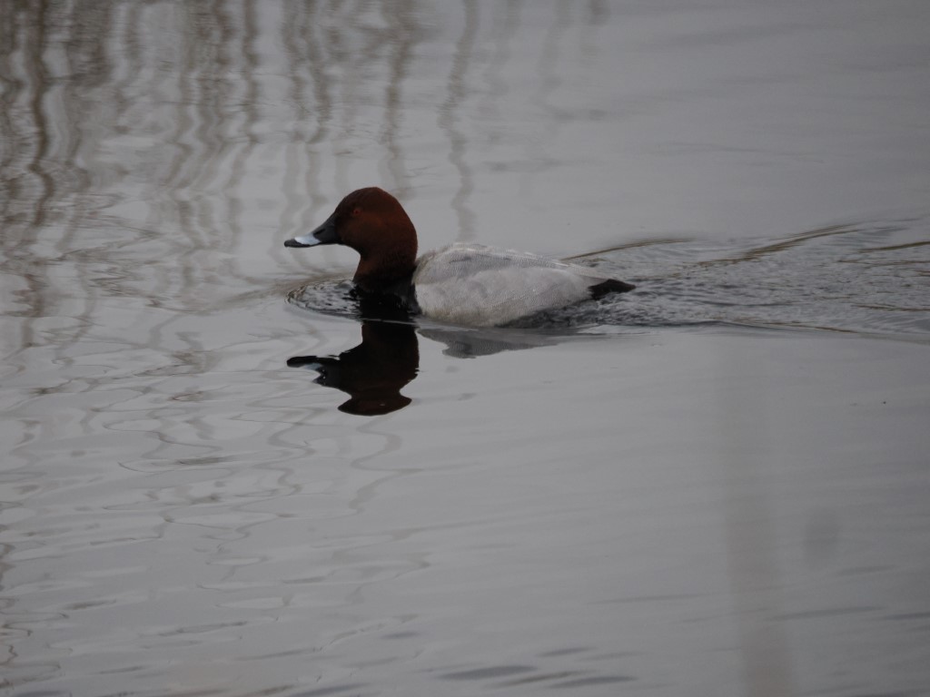 Pochard – Why is this still a scarce bird in&nbsp;Cumbria?