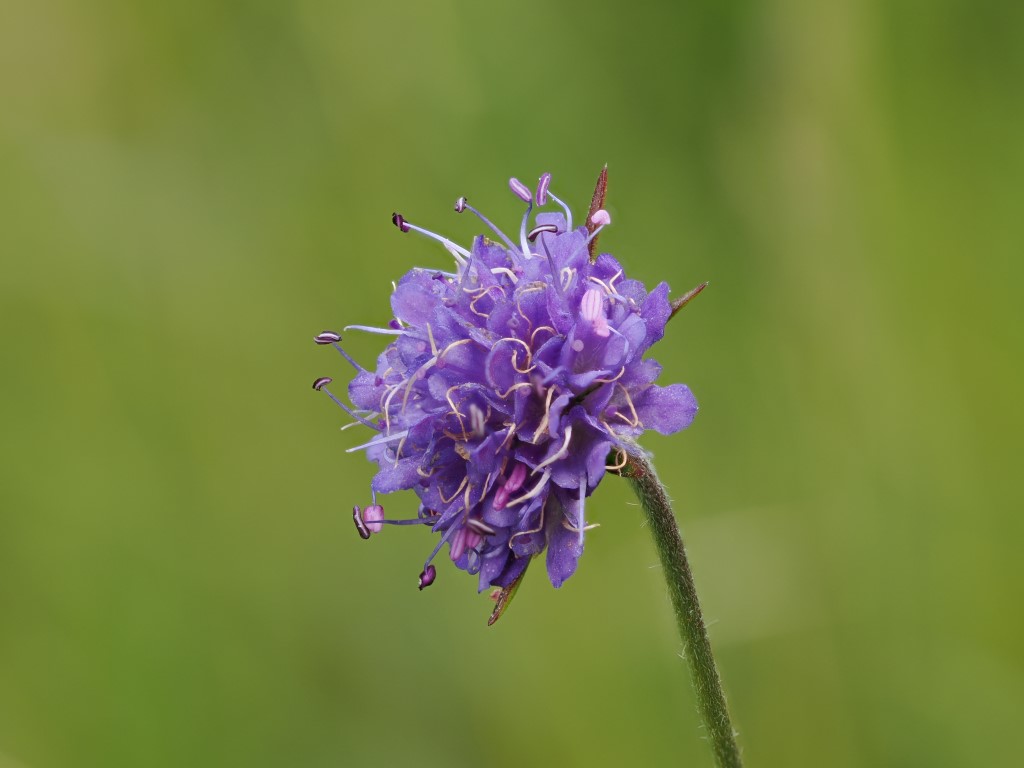 Devil’s-bit Scabious – A Flower of Late&nbsp;Summer