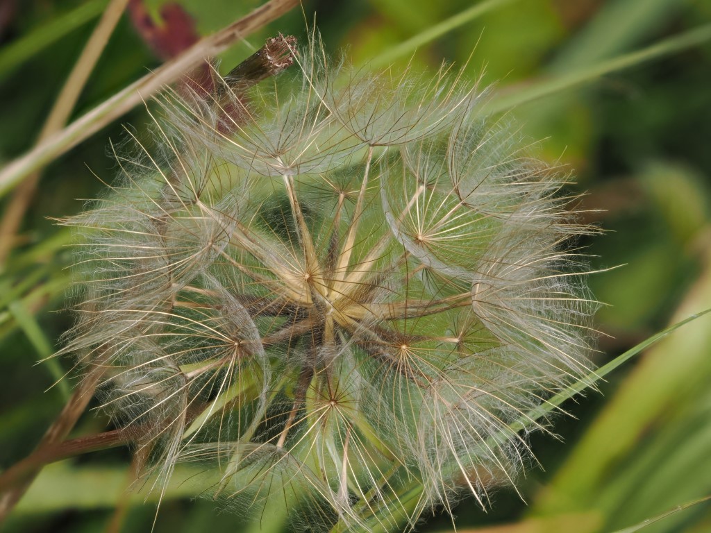 Goat’s-beard – A Wildflower with Spectacular Seed&nbsp;Heads
