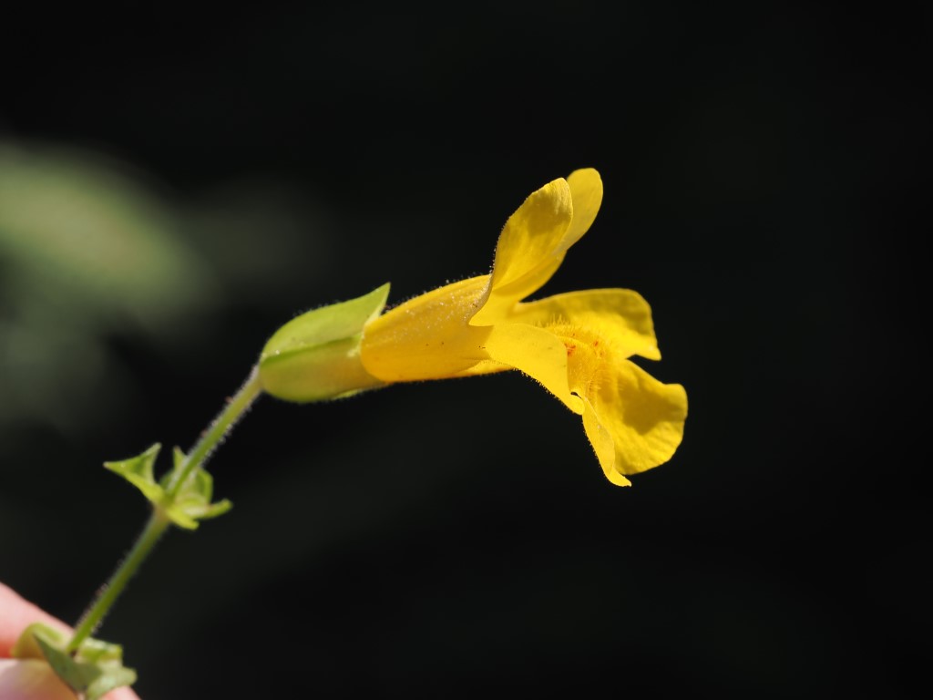 Monkeyflower – A Colourful Plant of Wet Places