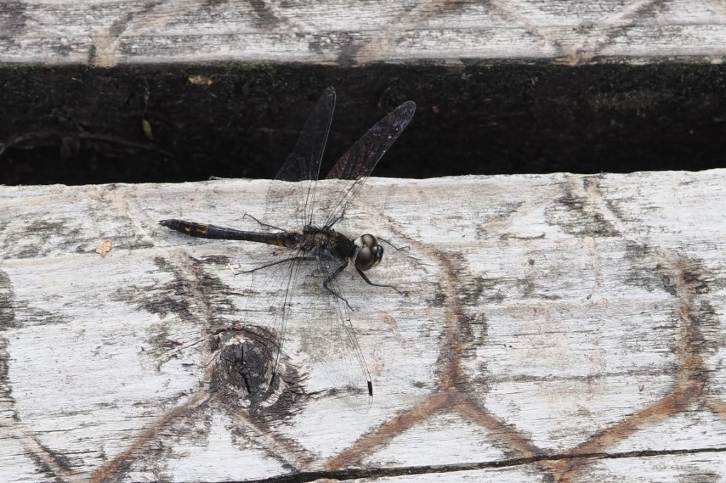 Black Darter – A Dragonfly of Pools and&nbsp;Peatlands