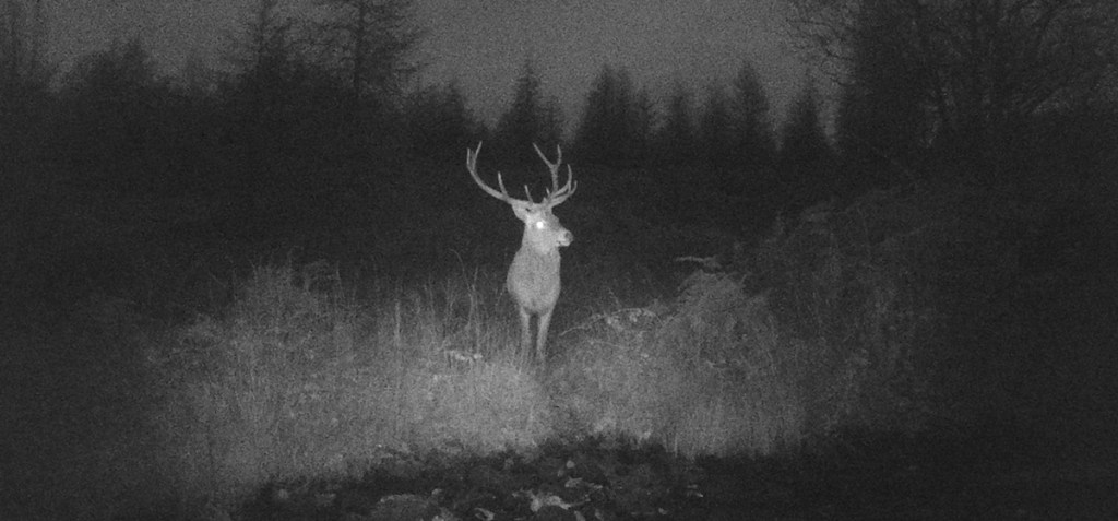 Red Deer in the Lake District