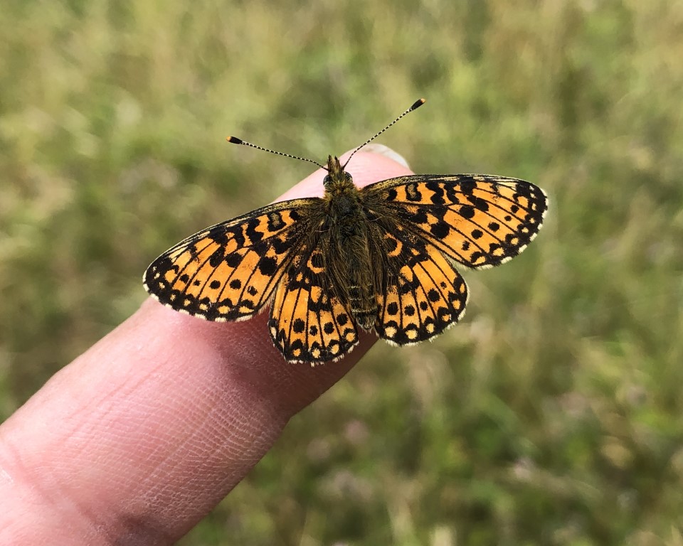 Small Pearl-bordered Fritillary