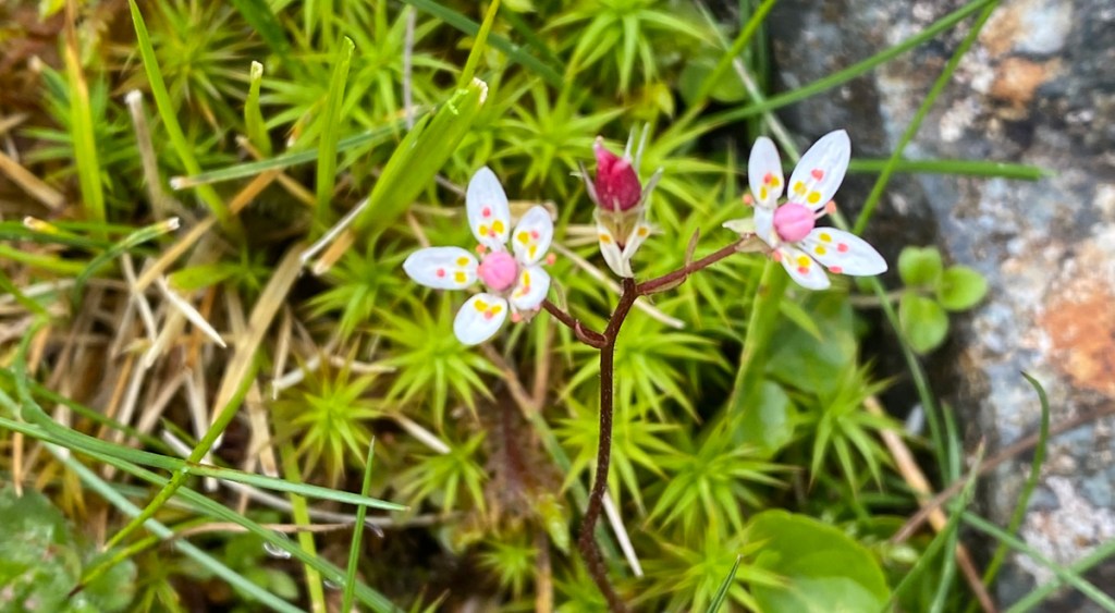 Starry Saxifrage (Saxifraga&nbsp;stellaris)