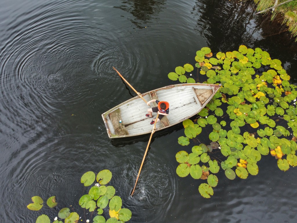 White Water-lily (Nymphaea alba)
