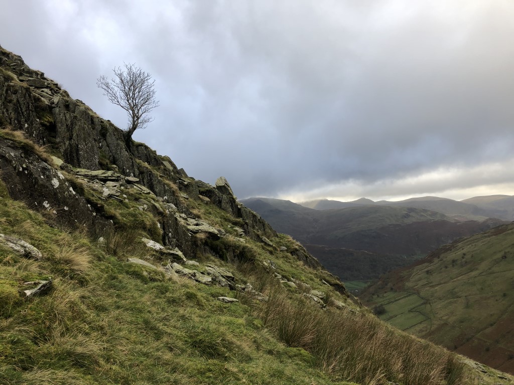 Rowan above Hartsop