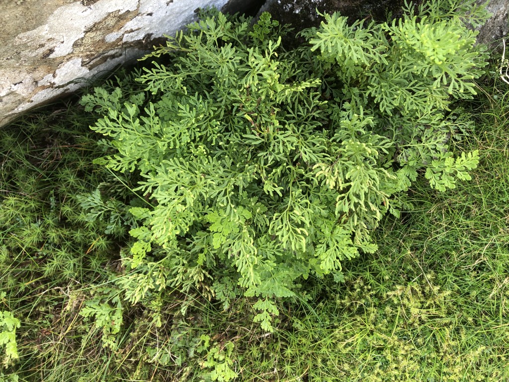 Parsley Fern (Cryptogramma&nbsp;crispa)