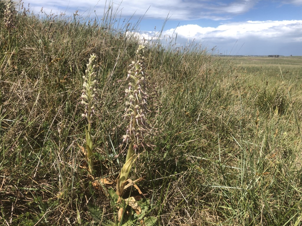 Lizard Orchid Himantoglossum&nbsp;hircinum